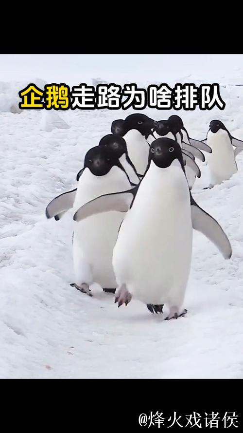 模仿企鹅步伐，稳健行走不摔跤